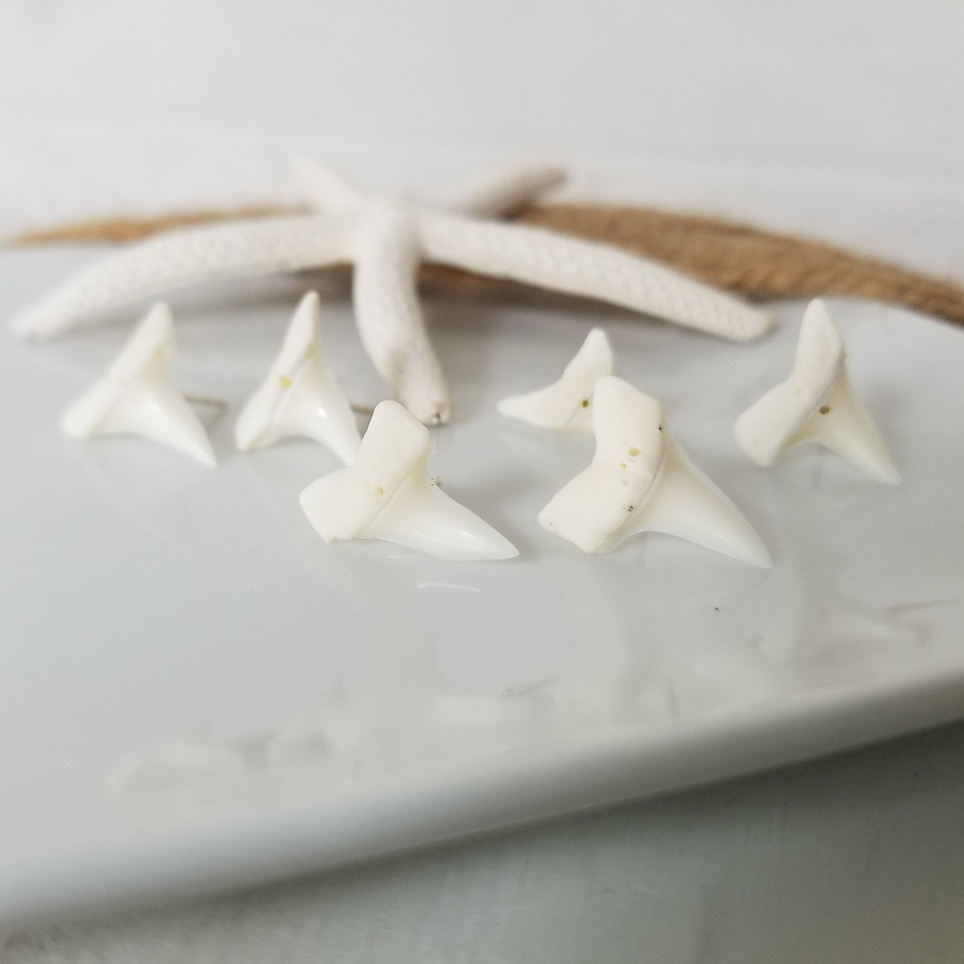 Real Shark Tooth Stud Earrings - Sterling Silver