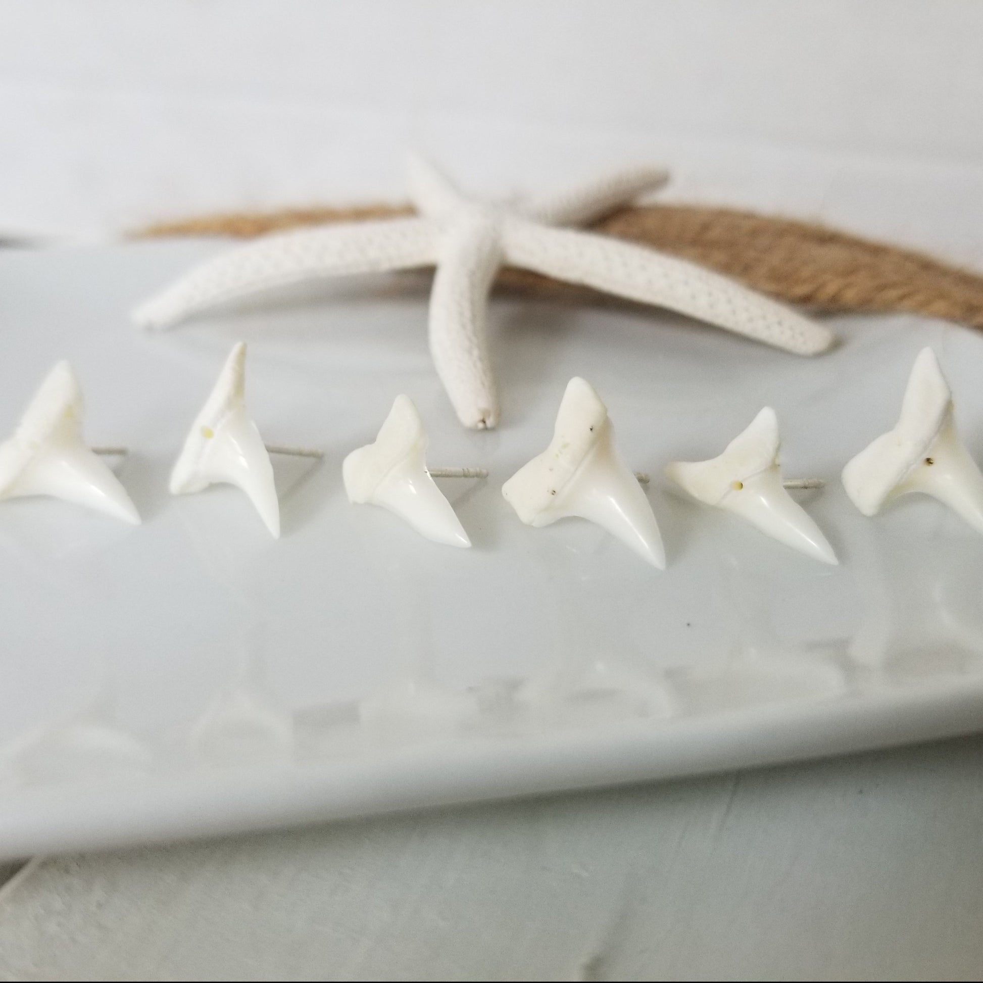Real Shark Tooth Stud Earrings - Sterling Silver