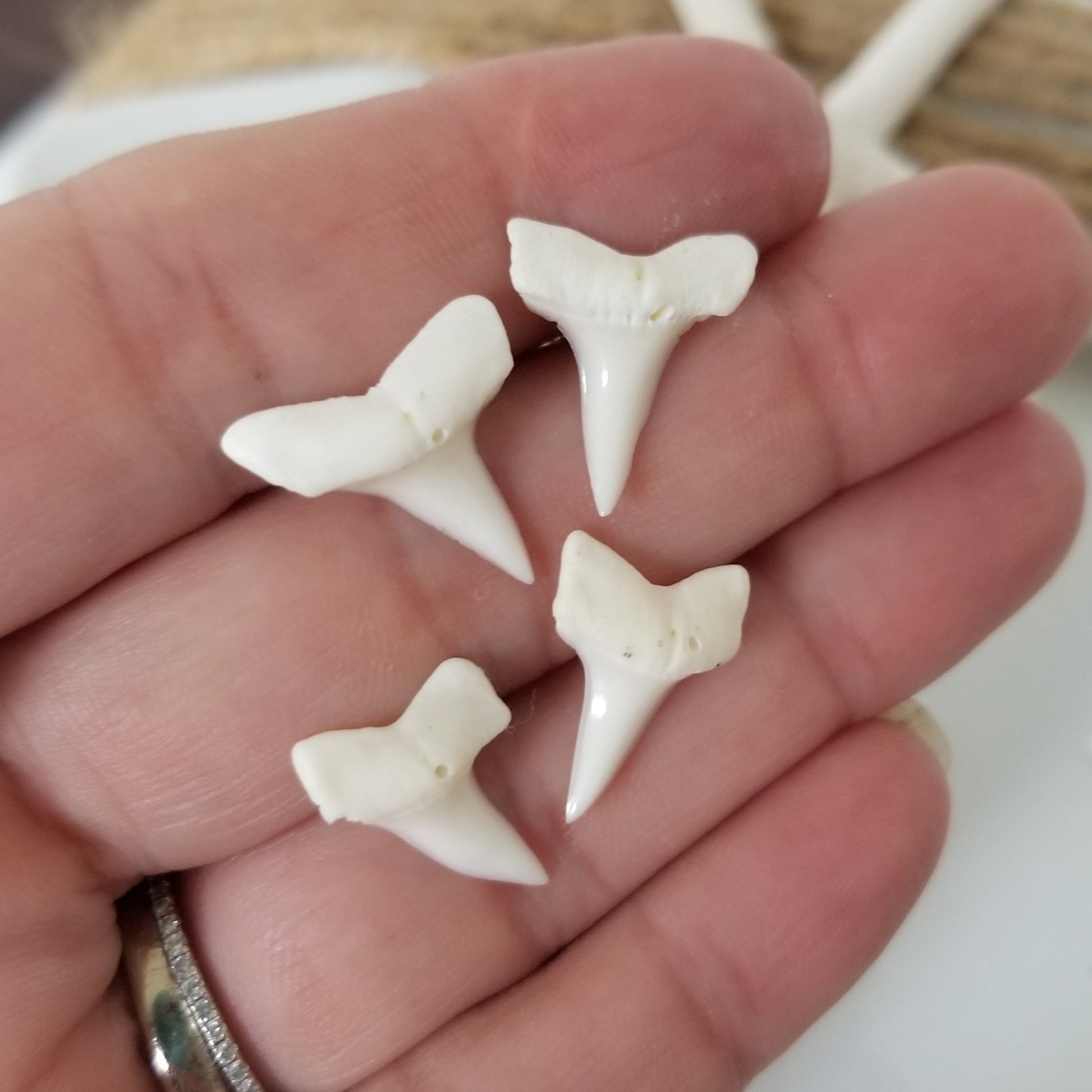 Real Shark Tooth Stud Earrings - Sterling Silver