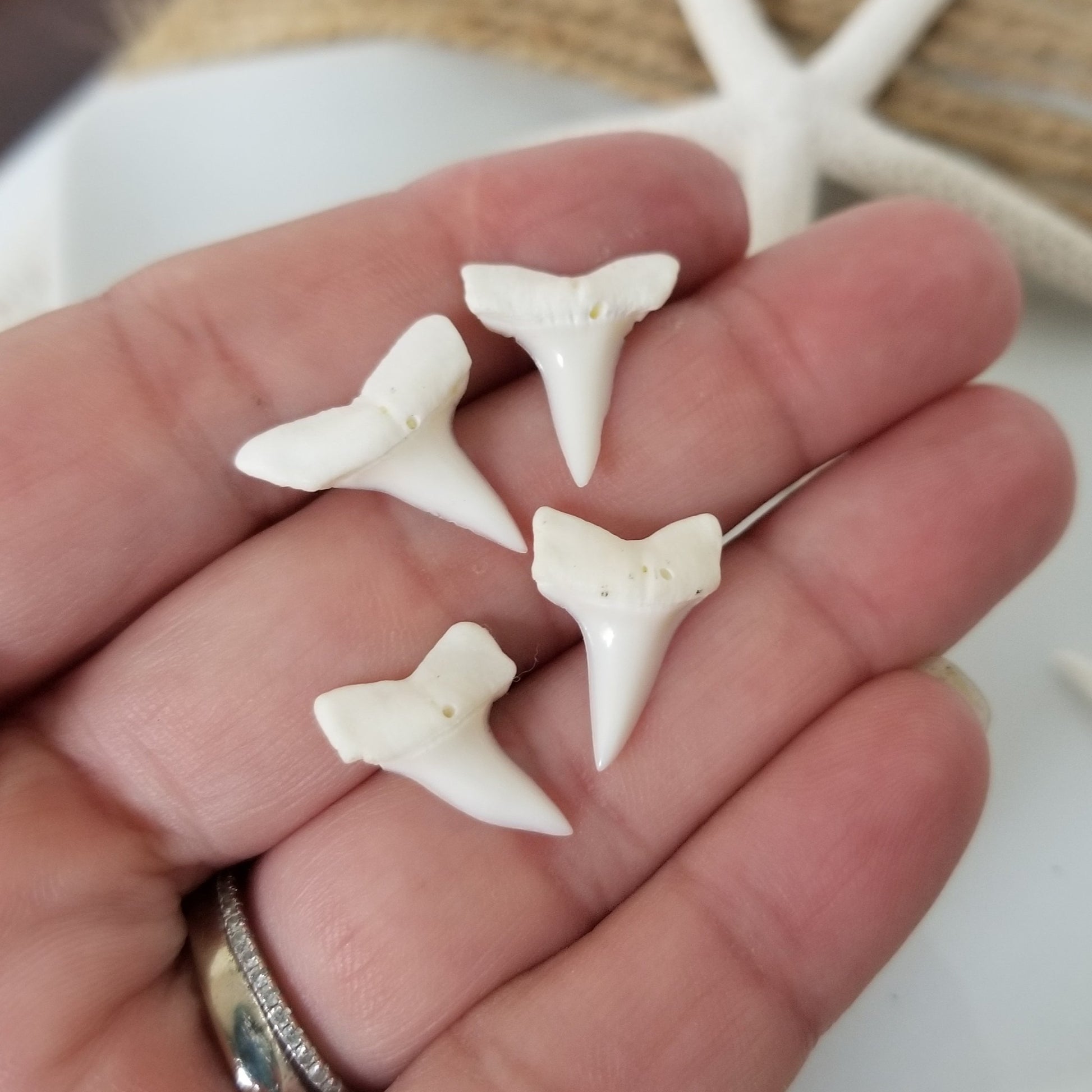 Real Shark Tooth Stud Earrings - Sterling Silver