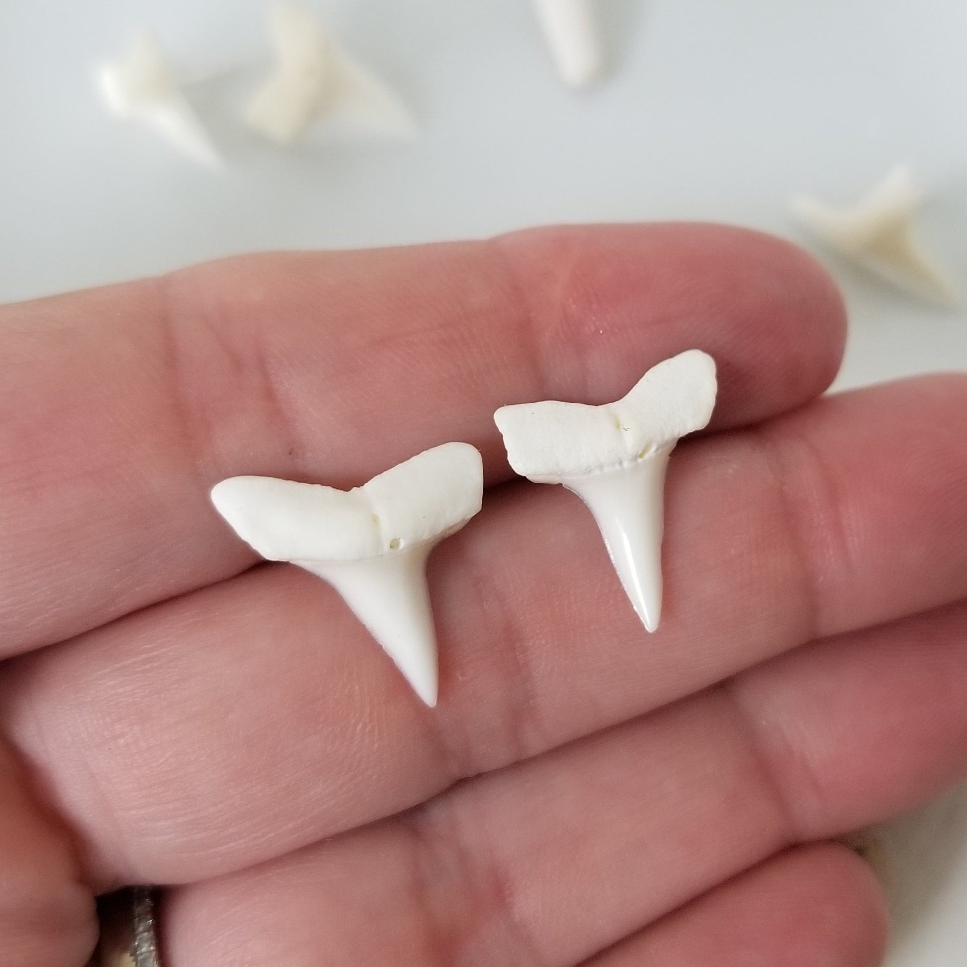 Real Shark Tooth Stud Earrings - Sterling Silver
