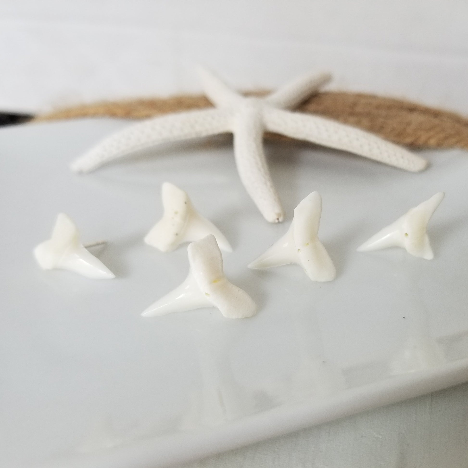 Real Shark Tooth Stud Earrings - Sterling Silver