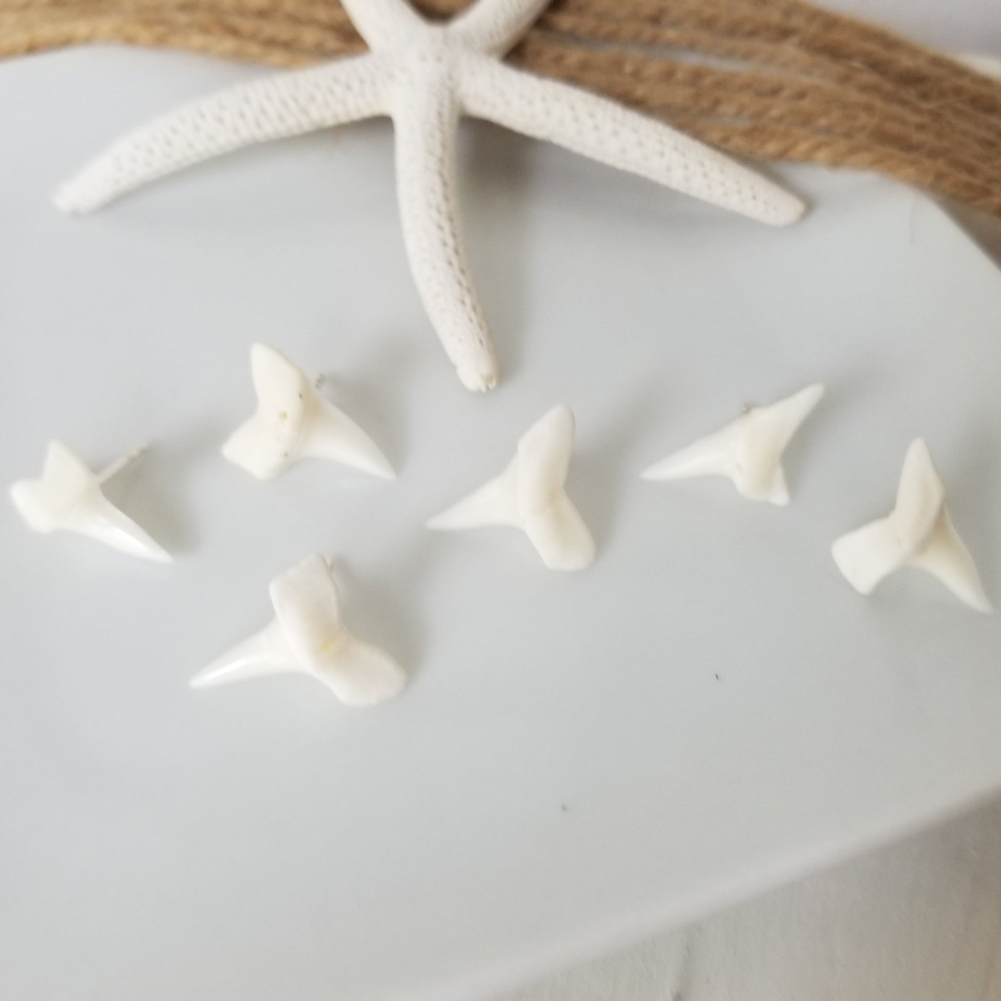 Real Shark Tooth Stud Earrings - Sterling Silver