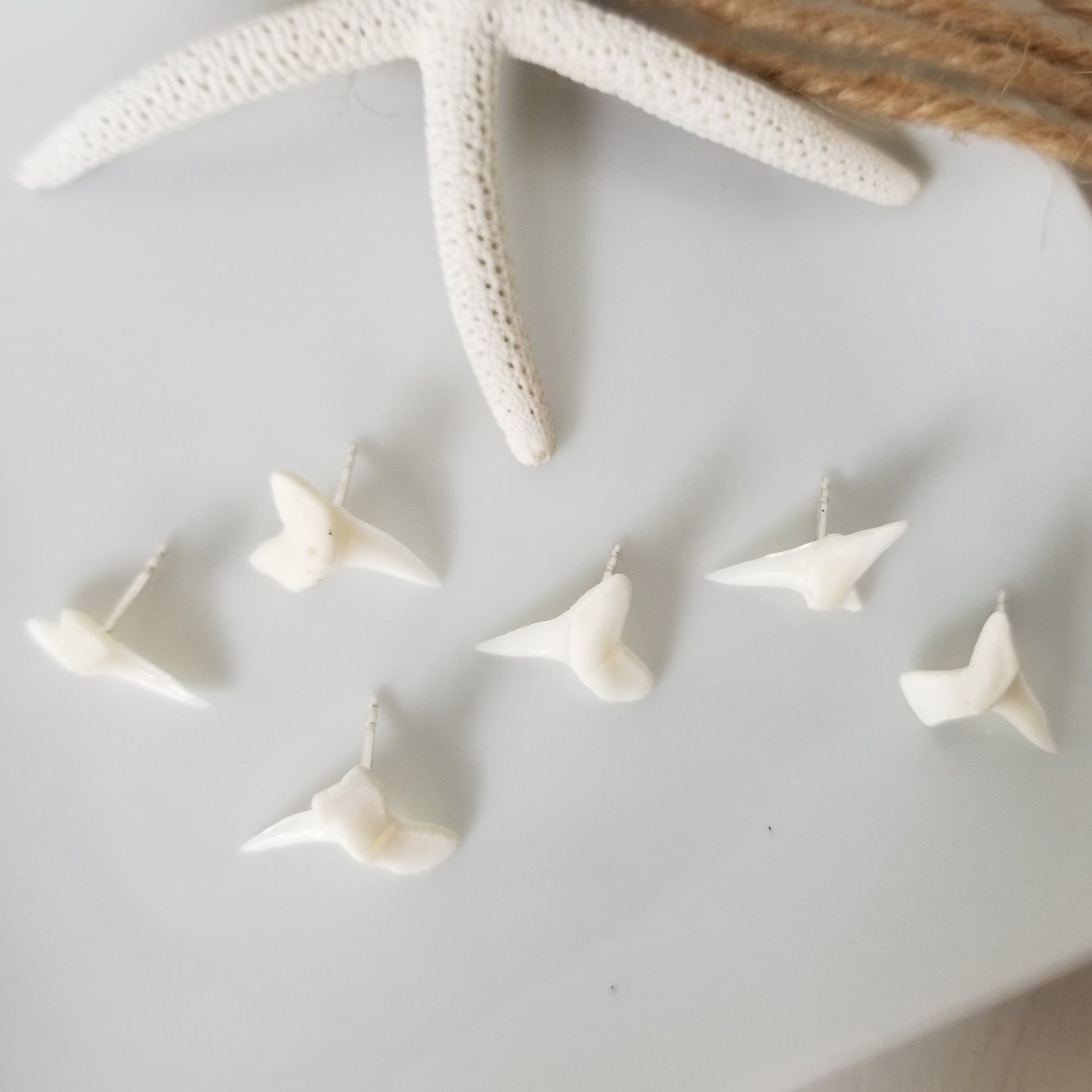 Real Shark Tooth Stud Earrings - Sterling Silver