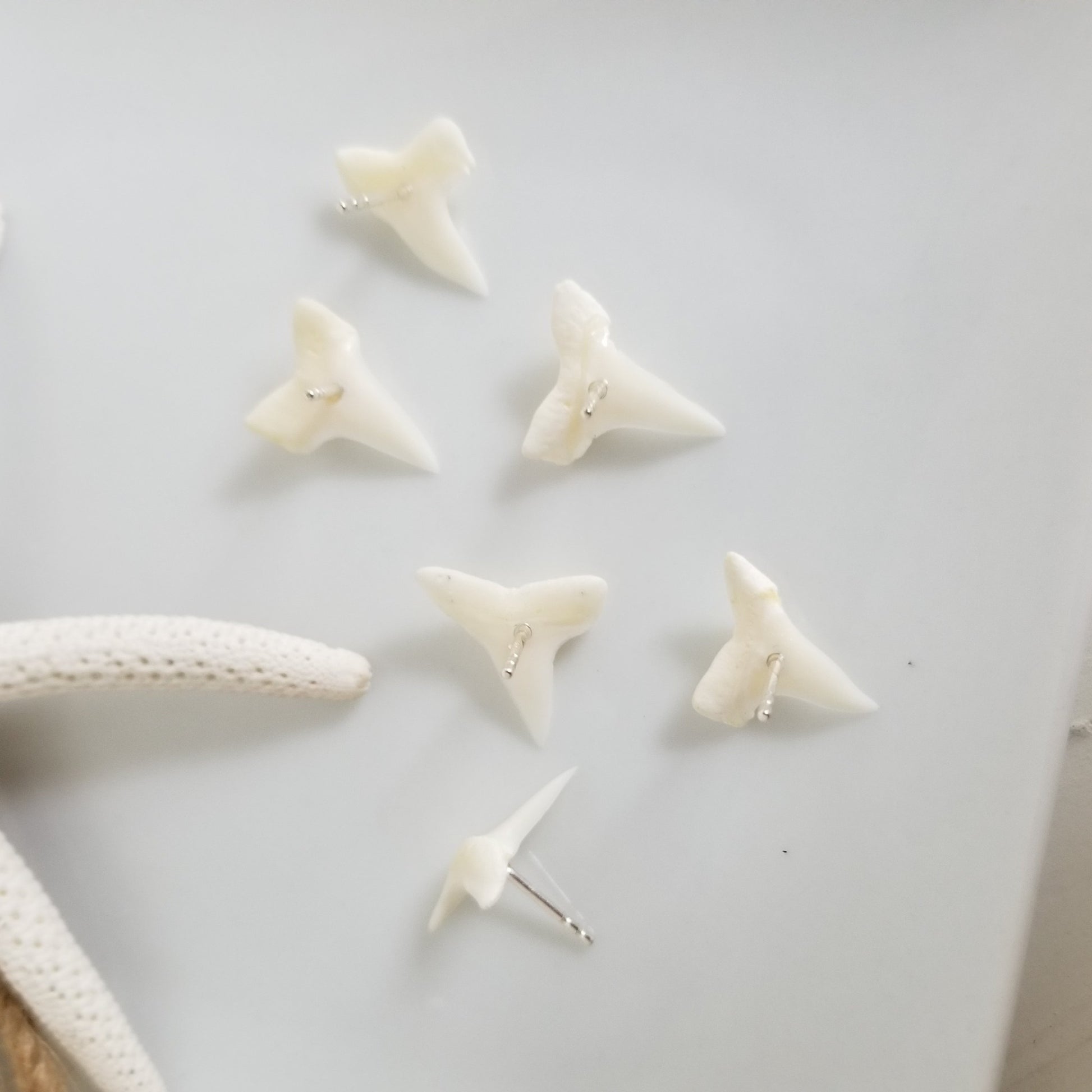 Real Shark Tooth Stud Earrings - Sterling Silver