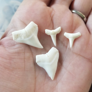 Drop Hoop Shark Tooth Charm Earrings - Sterling or Gold