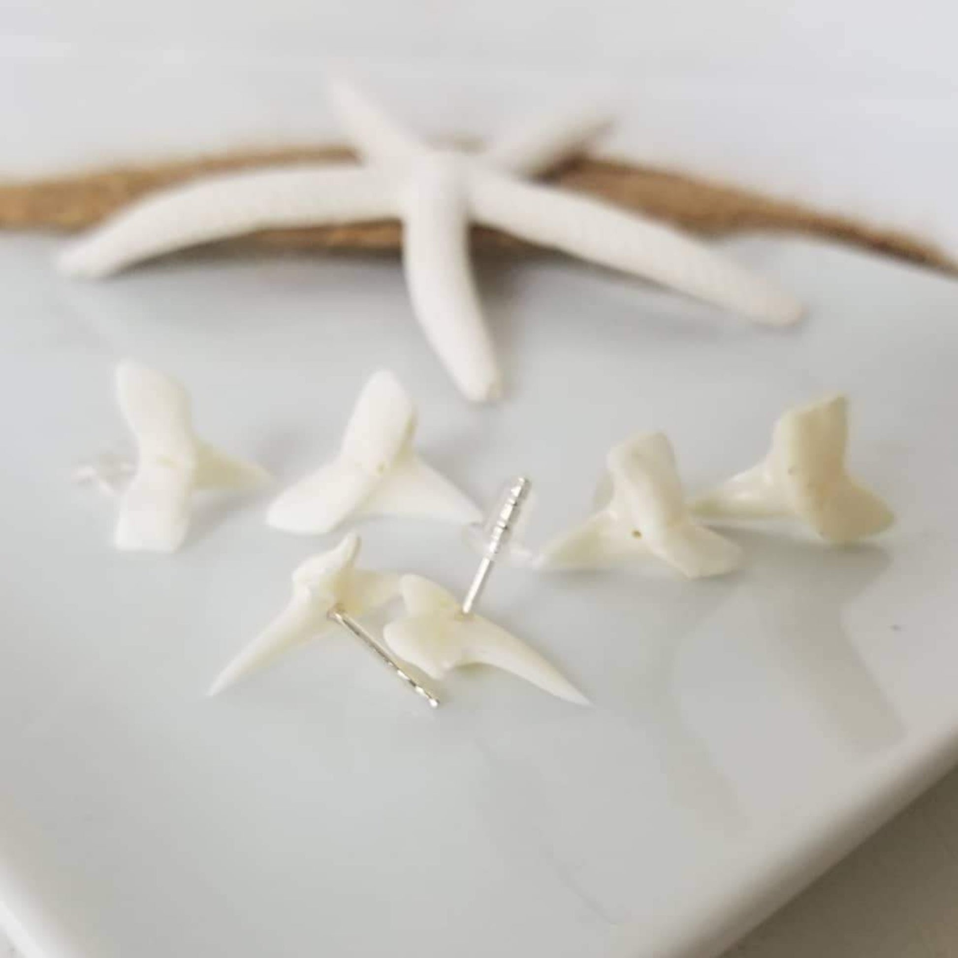 Real Shark Tooth Stud Earrings - Sterling Silver